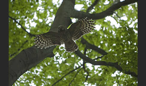 Habichtskauz (Strix uralensis)