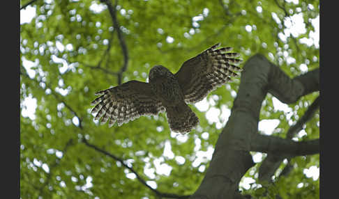 Habichtskauz (Strix uralensis)