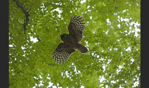 Habichtskauz (Strix uralensis)