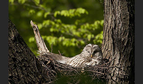 Habichtskauz (Strix uralensis)