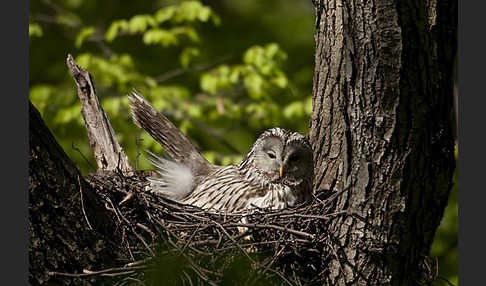 Habichtskauz (Strix uralensis)