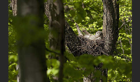 Habichtskauz (Strix uralensis)