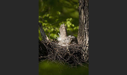 Habichtskauz (Strix uralensis)