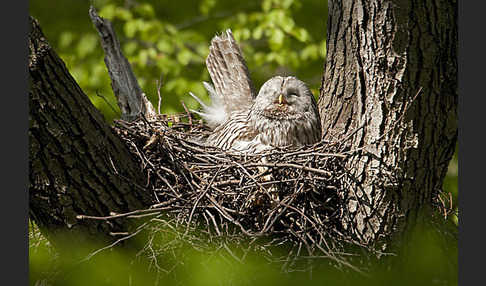 Habichtskauz (Strix uralensis)