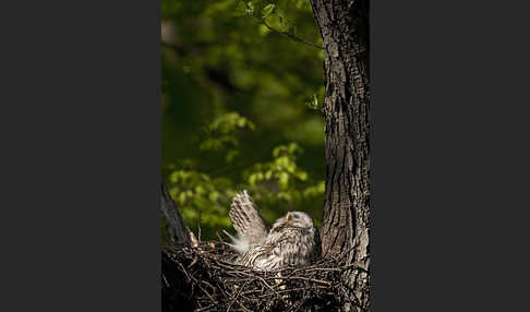 Habichtskauz (Strix uralensis)