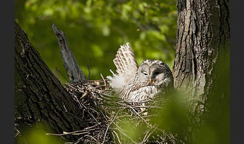 Habichtskauz (Strix uralensis)