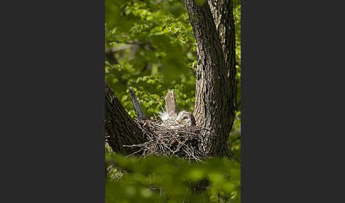 Habichtskauz (Strix uralensis)