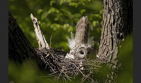 Habichtskauz (Strix uralensis)