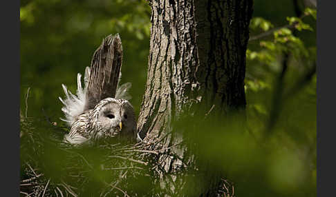 Habichtskauz (Strix uralensis)