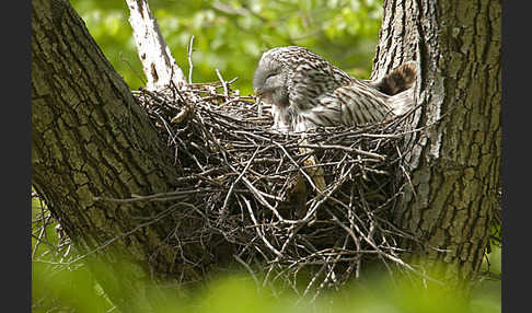 Habichtskauz (Strix uralensis)