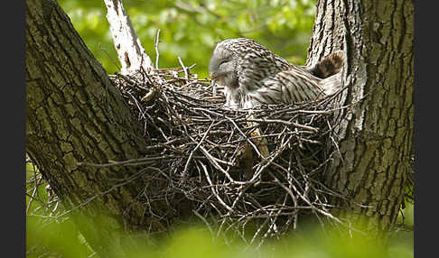 Habichtskauz (Strix uralensis)