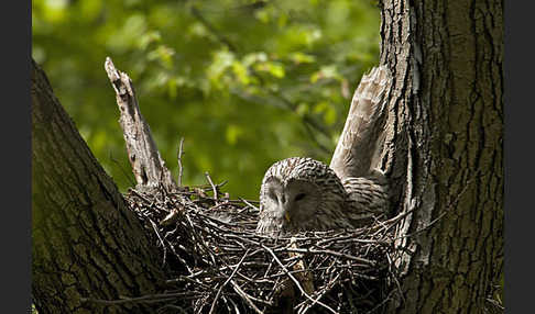 Habichtskauz (Strix uralensis)