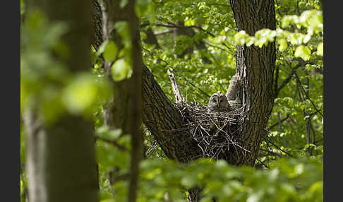 Habichtskauz (Strix uralensis)