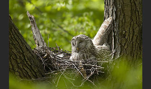 Habichtskauz (Strix uralensis)