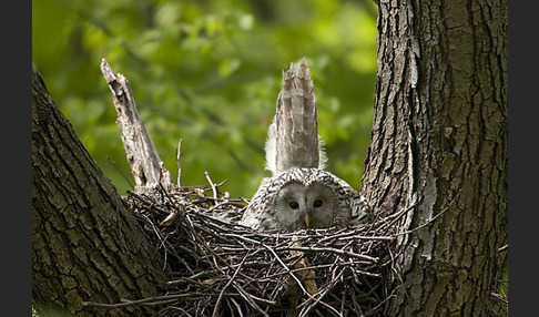 Habichtskauz (Strix uralensis)