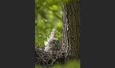 Habichtskauz (Strix uralensis)