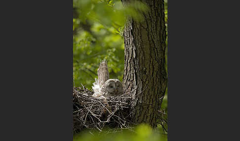 Habichtskauz (Strix uralensis)