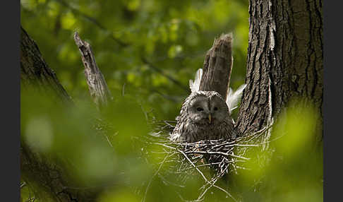 Habichtskauz (Strix uralensis)