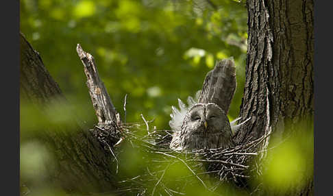 Habichtskauz (Strix uralensis)