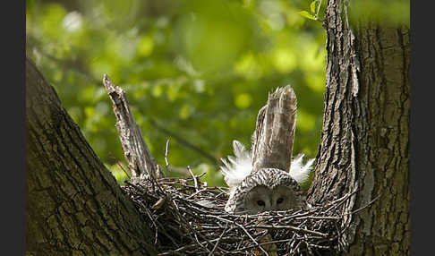 Habichtskauz (Strix uralensis)