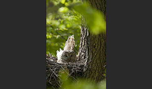 Habichtskauz (Strix uralensis)