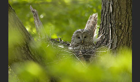 Habichtskauz (Strix uralensis)