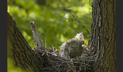 Habichtskauz (Strix uralensis)