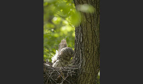 Habichtskauz (Strix uralensis)