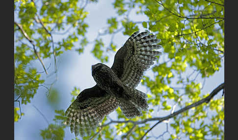 Habichtskauz (Strix uralensis)