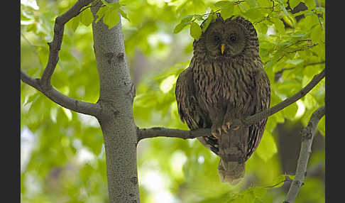 Habichtskauz (Strix uralensis)