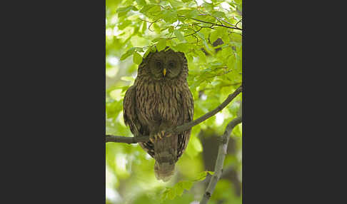 Habichtskauz (Strix uralensis)