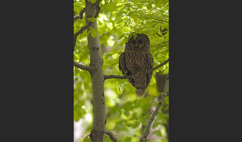 Habichtskauz (Strix uralensis)