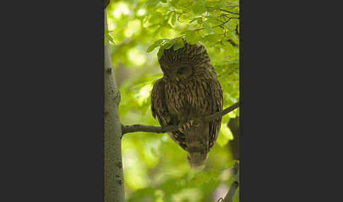 Habichtskauz (Strix uralensis)