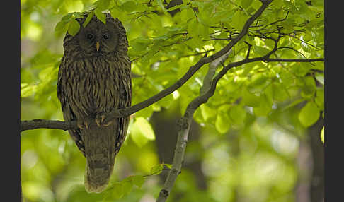 Habichtskauz (Strix uralensis)