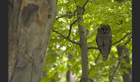 Habichtskauz (Strix uralensis)