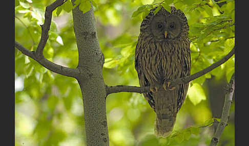 Habichtskauz (Strix uralensis)