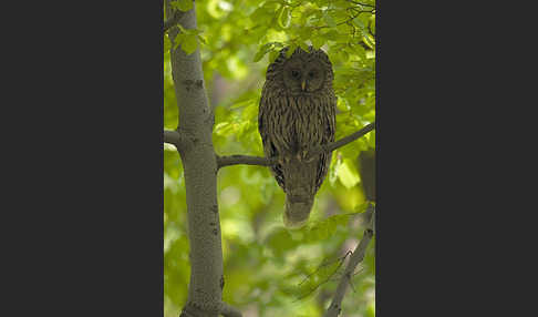 Habichtskauz (Strix uralensis)