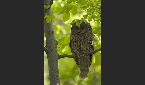 Habichtskauz (Strix uralensis)