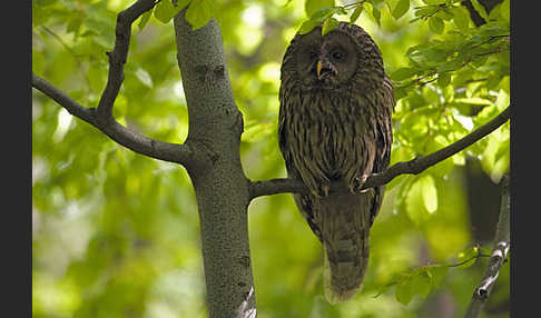 Habichtskauz (Strix uralensis)