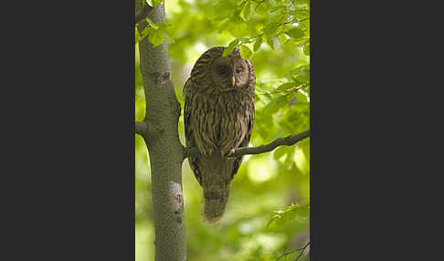 Habichtskauz (Strix uralensis)