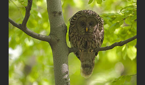 Habichtskauz (Strix uralensis)