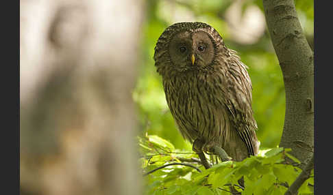 Habichtskauz (Strix uralensis)