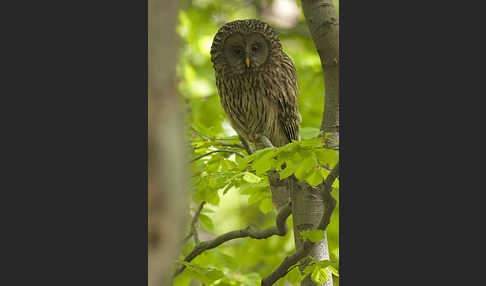 Habichtskauz (Strix uralensis)