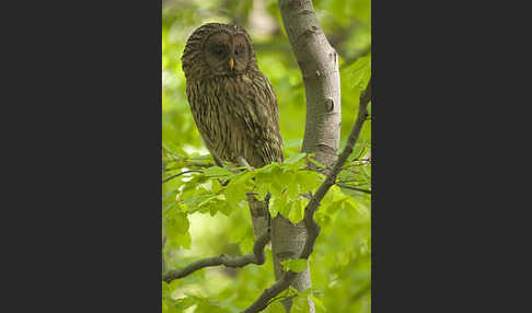 Habichtskauz (Strix uralensis)