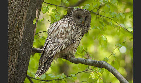 Habichtskauz (Strix uralensis)