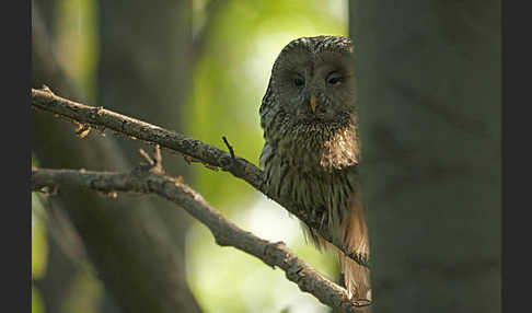 Habichtskauz (Strix uralensis)