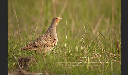 Rebhuhn (Perdix perdix)