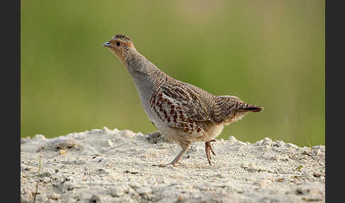 Rebhuhn (Perdix perdix)