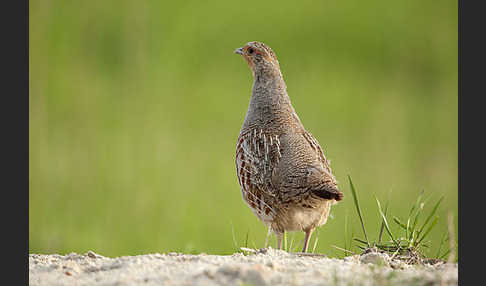 Rebhuhn (Perdix perdix)