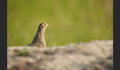 Rebhuhn (Perdix perdix)